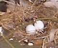 Click for dove eggs